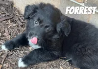 Forrest, a male Australian Shepherd and Golden Retriever for sale in Rochester, NY – Photo 1 of 6