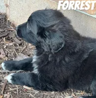 Forrest, a male Australian Shepherd and Golden Retriever for sale in Rochester, NY – Photo 2 of 6