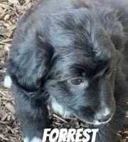 Forrest, a male Australian Shepherd and Golden Retriever for sale in Rochester, NY – Photo 3 of 6