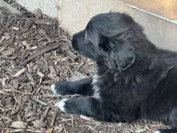 Forrest, a male Australian Shepherd and Golden Retriever for sale in Rochester, NY – Photo 6 of 6