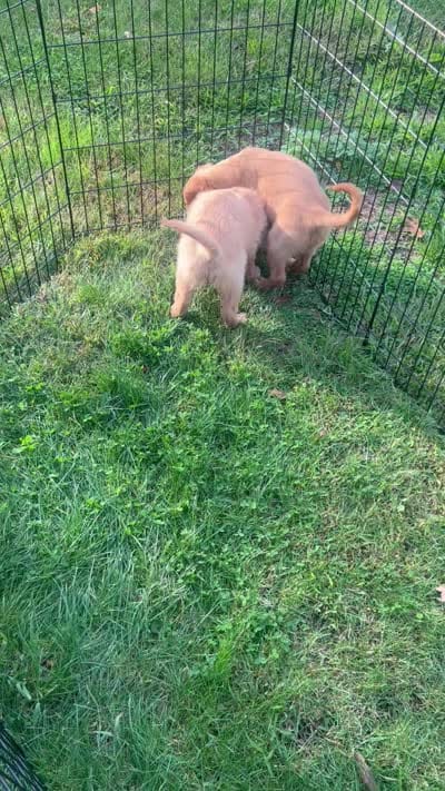 Stella, a female Golden Retriever for sale in Rochester, NY – 8 of 8