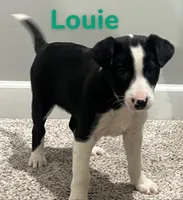 Louie , a male Border Collie and Labrador Retriever for sale in Rochester, NY – Photo 2 of 6