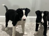 Louie , a male Border Collie and Labrador Retriever for sale in Rochester, NY – Photo 5 of 6