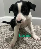 Louie , a male Border Collie and Labrador Retriever for sale in Rochester, NY – Photo 4 of 6