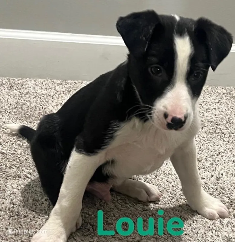 Louie  – Border Collie, Labrador Retriever puppy for sale in Rochester, NY
