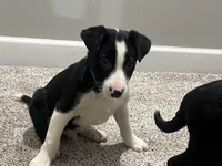 Louie , a male Border Collie and Labrador Retriever for sale in Rochester, NY – Photo 6 of 6