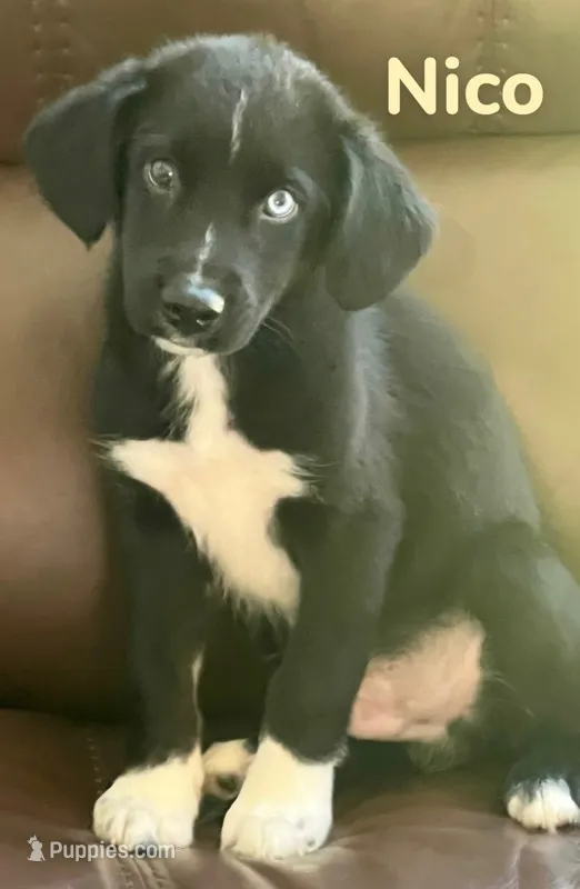 Nico – Australian Shepherd, Pomsky puppy for sale in Rochester, NY