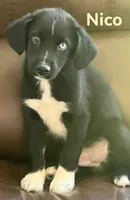Nico, a male Australian Shepherd and Pomsky for sale in Rochester, NY – 1 of 5