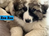 Zsa Zsa, a female Great Pyrenees for sale in Rochester, NY – 2 of 8