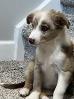 Nutmeg, a female Miniature Australian Shepherd for sale in Rochester, NY – 2 of 6