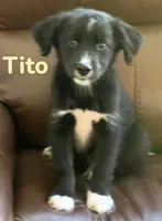 Tito, a male Australian Shepherd and Pomsky for sale in Rochester, NY – 6 of 6