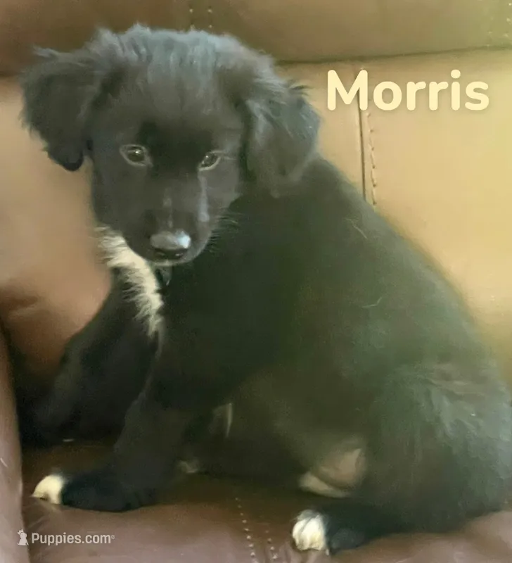 Morris – Australian Shepherd, Pomsky puppy for sale in Rochester, NY