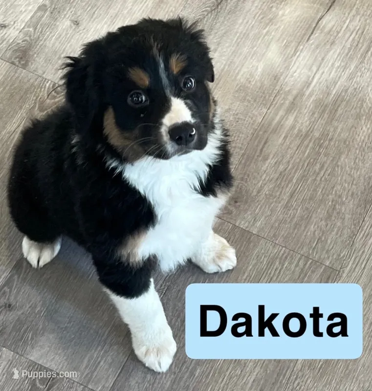 Dakota – Australian Shepherd puppy for sale in Rochester, NY
