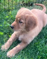 Stella, a female Golden Retriever for sale in Rochester, NY – 7 of 8