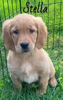 Stella, a female Golden Retriever for sale in Rochester, NY – 6 of 8
