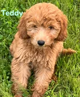 Teddy, a male Miniature Goldendoodle for sale in Rochester, NY – 4 of 10