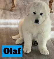 Olaf, a male Great Pyrenees for sale in Rochester, NY – 4 of 8