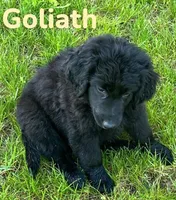 Goliath, a male Golden Retriever and Labrador Retriever for sale in Rochester, NY – 2 of 6