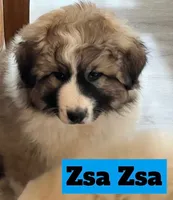 Zsa Zsa, a female Great Pyrenees for sale in Rochester, NY – 7 of 8
