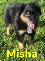 Misha, a female Australian Shepherd for sale in Rochester, NY – 5 of 7