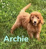 Archie, a male Miniature Goldendoodle for sale in Rochester, NY – 6 of 7