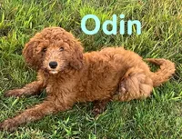 Odin, a male Miniature Goldendoodle for sale in Rochester, NY – 6 of 7