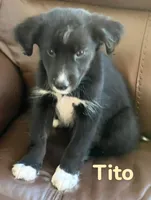 Tito, a male Australian Shepherd and Pomsky for sale in Rochester, NY – 5 of 6
