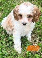 Arlo, a male Cavapoo for sale in Rochester, NY – 2 of 9