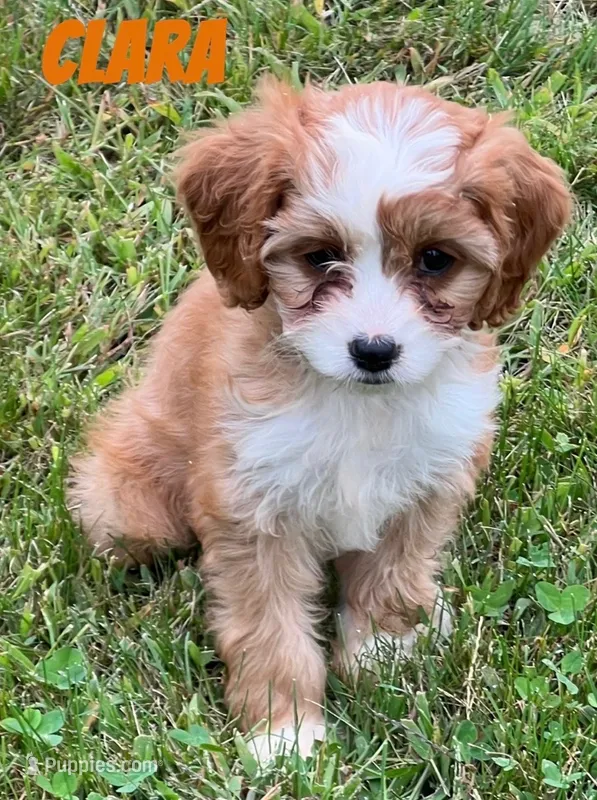 Clara – Cavapoo puppy for sale in Rochester, NY