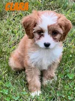 Clara, a female Cavapoo for sale in Rochester, NY – 1 of 6