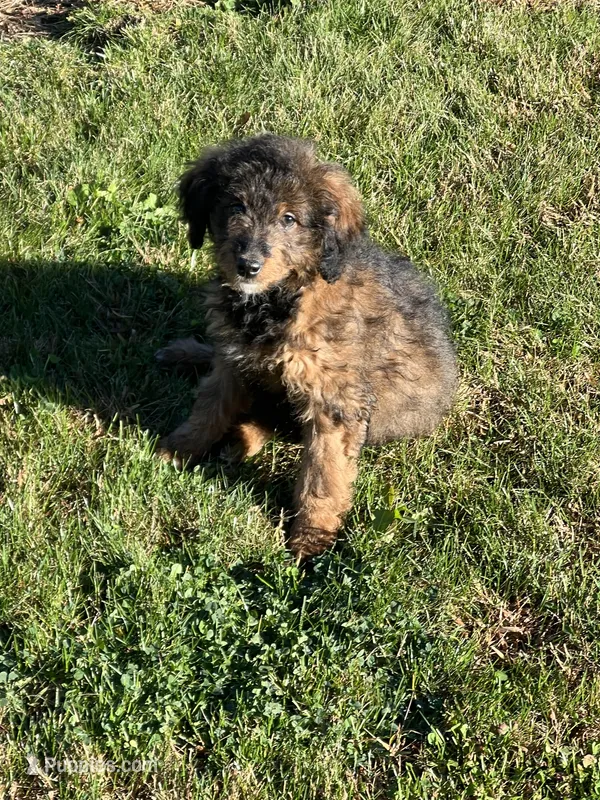 Mila, a female Miniature Bernedoodle for sale in Rochester, NY – 1 of 8