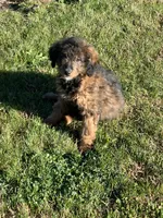 Mila, a female Miniature Bernedoodle for sale in Rochester, NY – 1 of 8