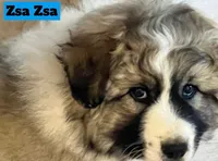 Zsa Zsa, a female Great Pyrenees for sale in Rochester, NY – 8 of 8