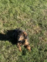 Mila, a female Miniature Bernedoodle for sale in Rochester, NY – 5 of 8
