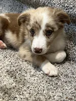 Nutmeg, a female Miniature Australian Shepherd for sale in Rochester, NY – 4 of 6