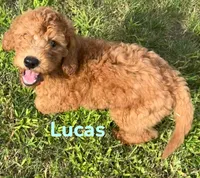 Lucus, a male Miniature Goldendoodle for sale in Rochester, NY – 4 of 6