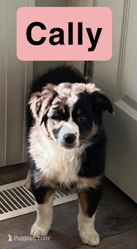 Cally – Australian Shepherd puppy for sale in Rochester, NY