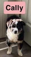 Cally, a female Australian Shepherd for sale in Rochester, NY – 1 of 6