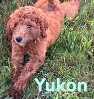 Yukon, a male Miniature Goldendoodle for sale in Rochester, NY – 4 of 9