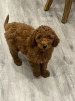 Chia, a female Miniature Goldendoodle for sale in Rochester, NY – 8 of 10