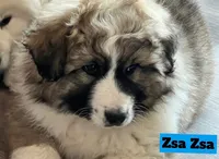 Zsa Zsa, a female Great Pyrenees for sale in Rochester, NY – 6 of 8