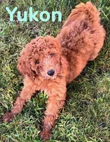 Yukon, a male Miniature Goldendoodle for sale in Rochester, NY – 7 of 9