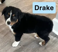 Drake, a male Australian Shepherd for sale in Rochester, NY – 4 of 7