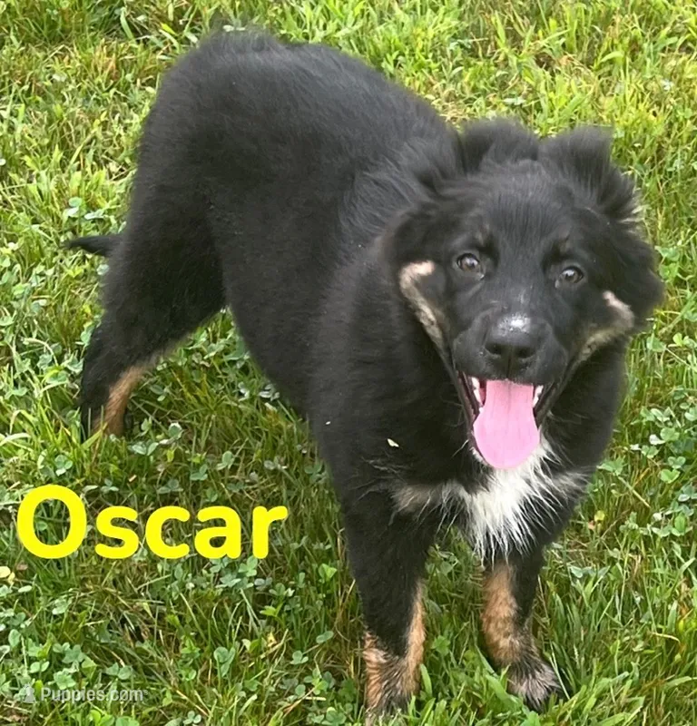 Oscar – Australian Shepherd puppy for sale in Rochester, NY