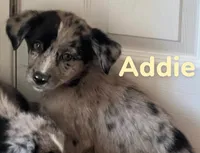 Addie, a female Australian Shepherd and Pomsky for sale in Rochester, NY – 7 of 7