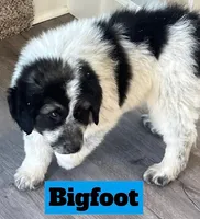 Big Foot, a male Great Pyrenees for sale in Rochester, NY – 1 of 5