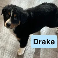 Drake, a male Australian Shepherd for sale in Rochester, NY – 5 of 7