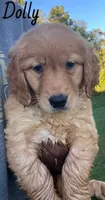 Dolly, a female Golden Retriever for sale in Rochester, NY – 3 of 5
