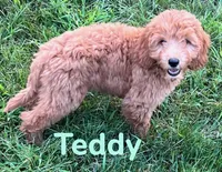 Teddy, a male Miniature Goldendoodle for sale in Rochester, NY – 2 of 10