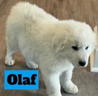 Olaf, a male Great Pyrenees for sale in Rochester, NY – 7 of 8
